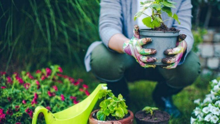 Gardening Services: A Key Contributor to Tunbridge Wells’ Economy