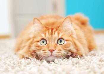 Exploring the Versatility of Senvelgo in Treating Feline Health Issues