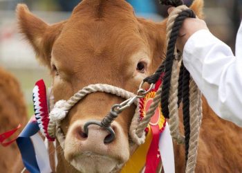 Connecting Communities: How Dedicated Farm Show Websites Bridge the Gap Between Farmers and Events