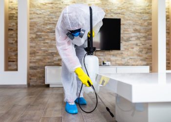 Beyond Mothballs: Modern Moth Treatment Techniques That Actually Work