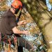 Expert Tree Care in Leicester: The Benefits of Hiring a Qualified Professional