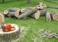 Protecting Your Property: Expert Advice on Tree Removal in Cheshire and Beyond