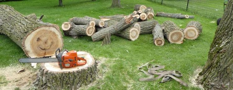 Protecting Your Property: Expert Advice on Tree Removal in Cheshire and Beyond